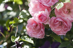 Camping Werendijke Zeeland - Flessingue visuel 30/230