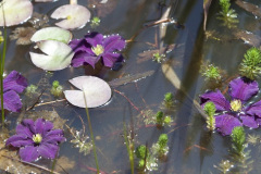 Kloostertuin-Minicamping-Zoutelande-Zeeland-Werendijke-17